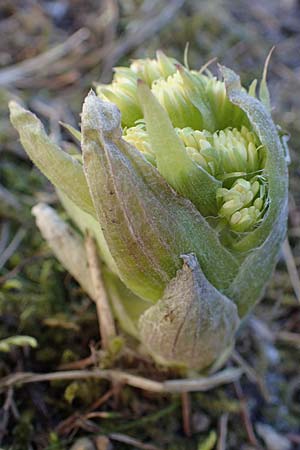 Petasites albus \ Weie Pestwurz / White Butterbur, A Felbertauern 5.4.2023