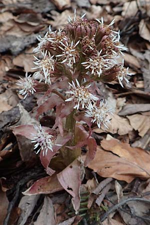 Petasites paradoxus \ Alpen-Pestwurz / Alpine Butterbur, A Kärnten/Carinthia, Hochstuhl 17.5.2016