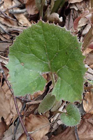 Petasites paradoxus \ Alpen-Pestwurz, A Kärnten, Hochstuhl 17.5.2016