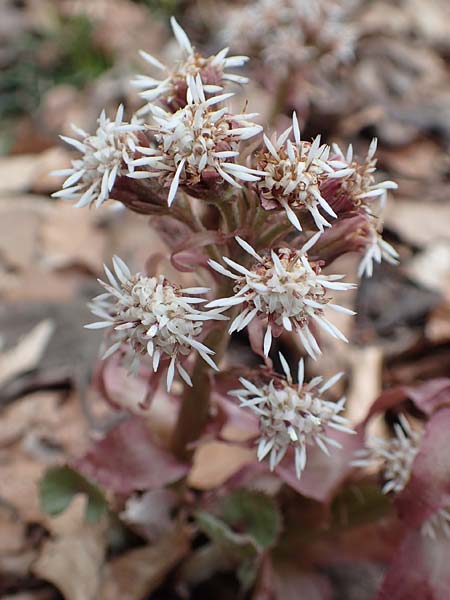 Petasites paradoxus \ Alpen-Pestwurz, A Kärnten, Hochstuhl 17.5.2016