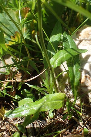 Phyteuma orbiculare \ Kugel-Rapunzel / Round-Headed Rampion, A Kärnten/Carinthia, Petzen 8.8.2016