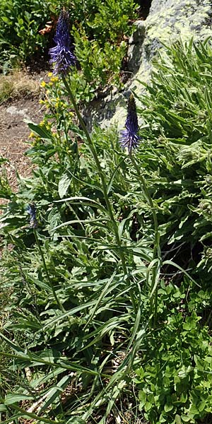 Phyteuma zahlbruckneri \ Zahlbruckners Teufelskralle / Zahlbruckner's Rampion, A Nockalmstraße Windebensee 10.7.2019