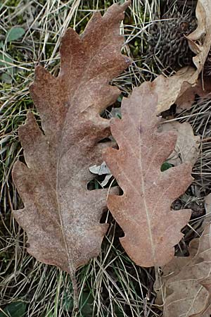 Quercus cerris \ Zerr-Eiche / Turkey Oak, A Siegendorf 7.3.2024