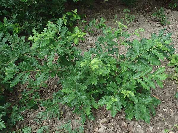 Quercus cerris \ Zerr-Eiche / Turkey Oak, A Hollabrunn 10.7.2023