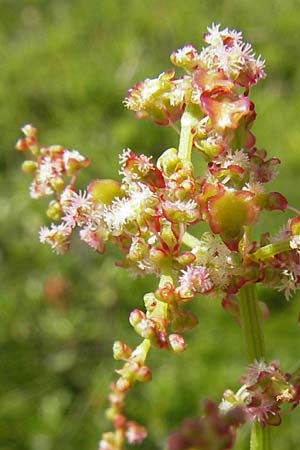 Rumex acetosa \ Groer Sauer-Ampfer, Wiesen-Sauer-Ampfer, A Malta - Tal 19.7.2010