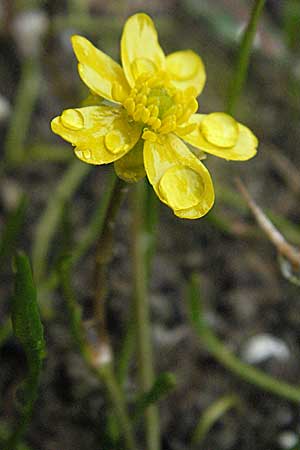 Ranunculus reptans \ Ufer-Hahnenfu / Creeping Spearwort, A Bregenz 5.5.2007