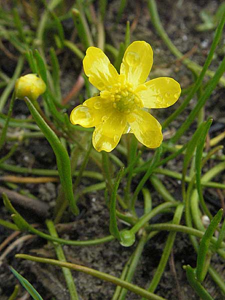 Ranunculus reptans \ Ufer-Hahnenfu / Creeping Spearwort, A Bregenz 5.5.2007