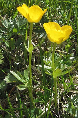 Ranunculus montanus \ Berg-Hahnenfu, A Hahntennjoch 27.5.2007