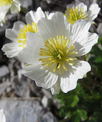 Ranunculus alpestris \ Alpen-Hahnenfu / Alpine Buttercup, A Hahntennjoch 27.5.2007