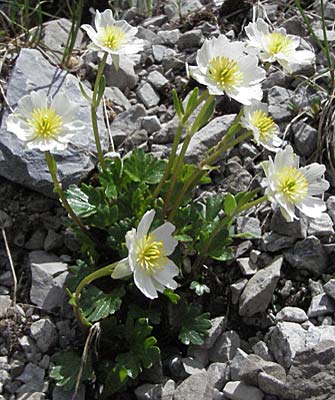 Ranunculus alpestris \ Alpen-Hahnenfu / Alpine Buttercup, A Hahntennjoch 27.5.2007
