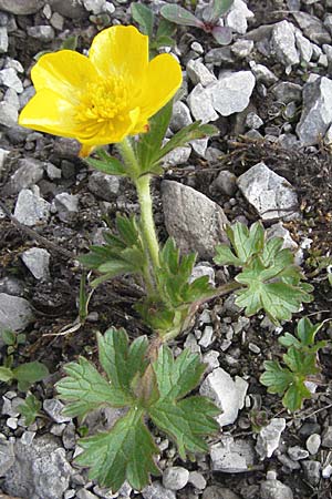 Ranunculus montanus \ Berg-Hahnenfu / Mountain Buttercup, A Hahntennjoch 27.5.2007