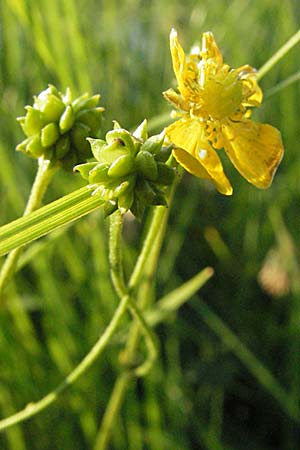 Ranunculus polyanthemos \ Vielbltiger Hahnenfu, A Kärnten, Petzen 21.7.2007