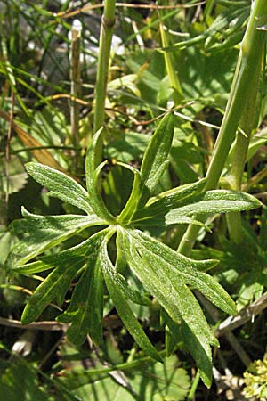 Ranunculus polyanthemos \ Vielbltiger Hahnenfu / Multiflowered Buttercup, A Kärnten/Carinthia, Petzen 21.7.2007