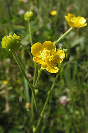 Ranunculus polyanthemos \ Vielbltiger Hahnenfu / Multiflowered Buttercup, A Kärnten/Carinthia, Petzen 21.7.2007