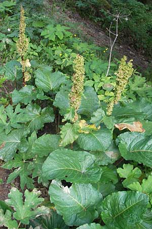 Rumex alpinus \ Alpen-Ampfer, A Kärnten, Hochobir 1.7.2010