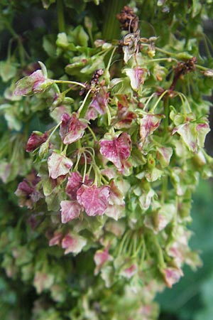 Rumex alpinus \ Alpen-Ampfer / Alpine Dock, Monk's Rhubarb, A Kärnten/Carinthia, Hochobir 1.7.2010