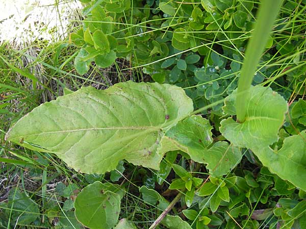 Rumex acetosa \ Groer Sauer-Ampfer, Wiesen-Sauer-Ampfer, A Malta - Tal 19.7.2010