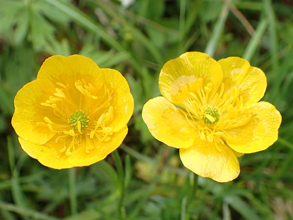 Ranunculus carinthiacus \ Krntner Berg-Hahnenfu / Carinthian Buttercup, A Kärnten/Carinthia, Feistritz im Rosental 17.5.2016