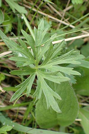 Ranunculus carinthiacus \ Krntner Berg-Hahnenfu / Carinthian Buttercup, A Kärnten/Carinthia, Feistritz im Rosental 17.5.2016