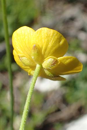 Ranunculus carinthiacus \ Krntner Berg-Hahnenfu / Carinthian Buttercup, A Kärnten/Carinthia, Petzen 8.8.2016