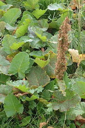 Rumex alpinus \ Alpen-Ampfer, A Kärnten, Koralpe 9.8.2016