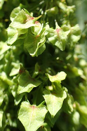 Rumex alpinus \ Alpen-Ampfer, A Pusterwald 1.7.2019