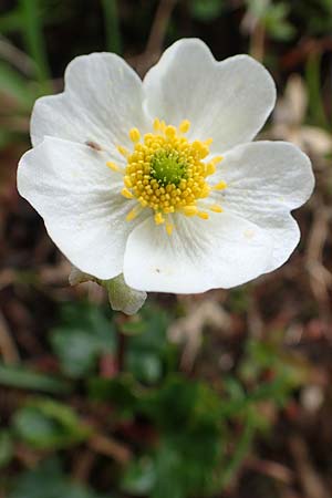 Ranunculus alpestris / Alpine Buttercup, A Schneealpe 30.6.2020