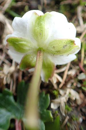 Ranunculus alpestris \ Alpen-Hahnenfu / Alpine Buttercup, A Schneealpe 30.6.2020