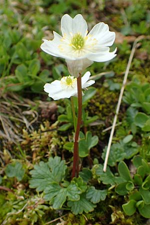 Ranunculus alpestris \ Alpen-Hahnenfu / Alpine Buttercup, A Schneealpe 30.6.2020