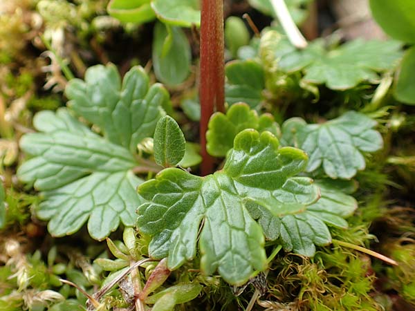 Ranunculus alpestris \ Alpen-Hahnenfu / Alpine Buttercup, A Schneealpe 30.6.2020