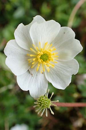 Ranunculus alpestris / Alpine Buttercup, A Schneealpe 30.6.2020