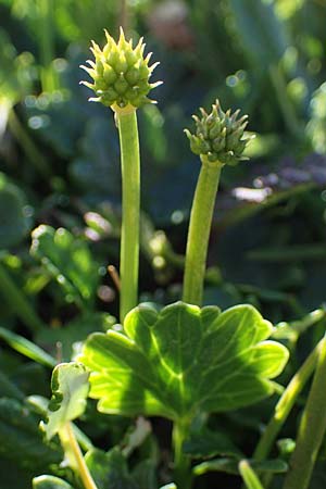 Ranunculus alpestris \ Alpen-Hahnenfu / Alpine Buttercup, A Wölzer Tauern, Hohenwart 29.7.2021