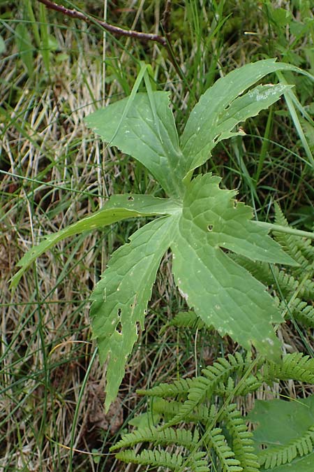 Ranunculus aconitifolius \ Eisenhutblttriger Hahnenfu, A Kärnten, Koralpe 4.7.2023