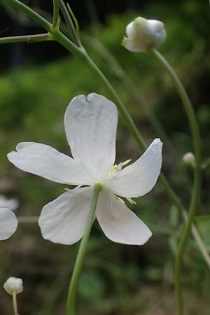 Ranunculus aconitifolius \ Eisenhutblttriger Hahnenfu / Aconite-Leaved Buttercup, A Kärnten/Carinthia, Koralpe 4.7.2023