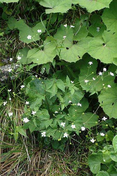 Ranunculus aconitifolius \ Eisenhutblttriger Hahnenfu, A Kärnten, Koralpe 4.7.2023