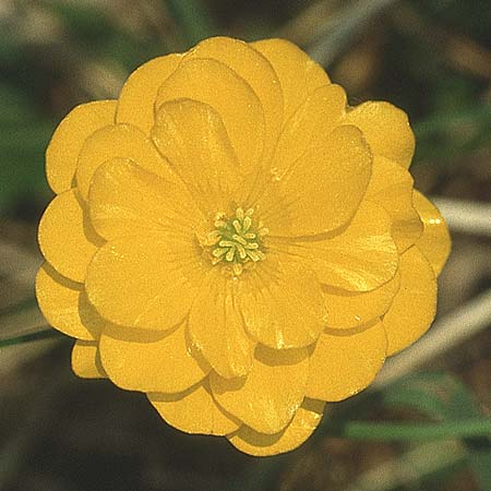 Ranunculus repens \ Kriechender Hahnenfu / Creeping Buttercup, A Reutte 19.6.1988