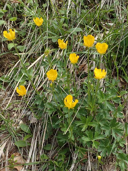 Ranunculus breyninus \ Gebirgs-Hahnenfu / Buttercup, A Kärnten/Carinthia, Hochobir 19.5.2016