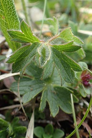 Ranunculus breyninus \ Gebirgs-Hahnenfu / Buttercup, A Trenchtling 3.7.2019