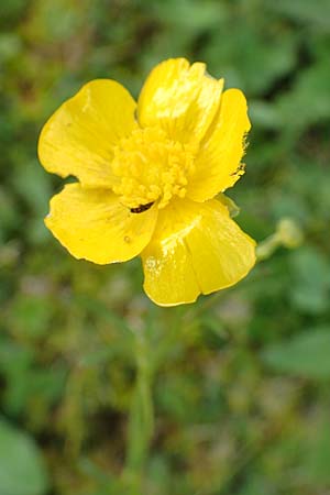 Ranunculus breyninus \ Gebirgs-Hahnenfu / Buttercup, A Rax 28.6.2020