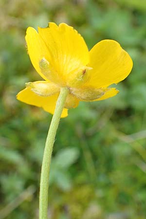 Ranunculus breyninus \ Gebirgs-Hahnenfu / Buttercup, A Rax 28.6.2020