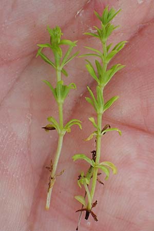 Galium mollugo / Upright Hedge Bedstraw, A Seewinkel, Apetlon 26.9.2022