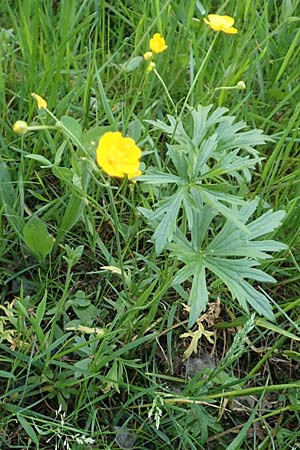 Ranunculus carinthiacus / Carinthian Buttercup, A Carinthia, St. Kanzian am Klopeiner See 15.5.2016