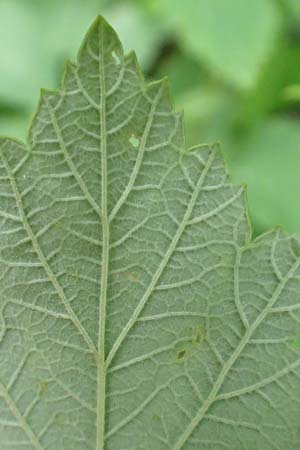 Rubus canescens \ Filz-Brombeere / Wooly Bramble, A Weichtal-Klamm 1.7.2020