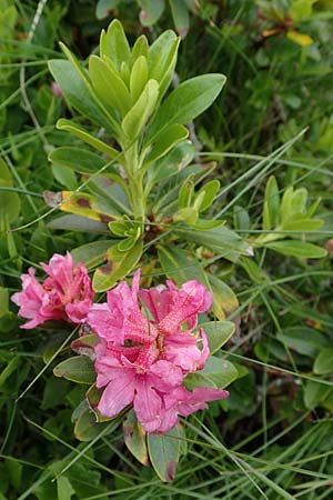 Rhododendron ferrugineum \ Rostblttrige Alpenrose / Alpenrose, A Niedere Tauern, Sölk-Pass 2.7.2021