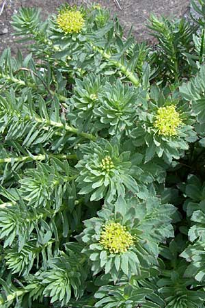 Rhodiola rosea \ Rosenwurz / Golden Root, Roseroot, A Malta - Tal / Valley 7.6.2008