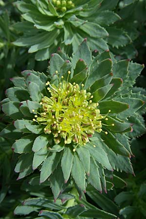 Rhodiola rosea \ Rosenwurz / Golden Root, Roseroot, A Malta - Tal / Valley 7.6.2008