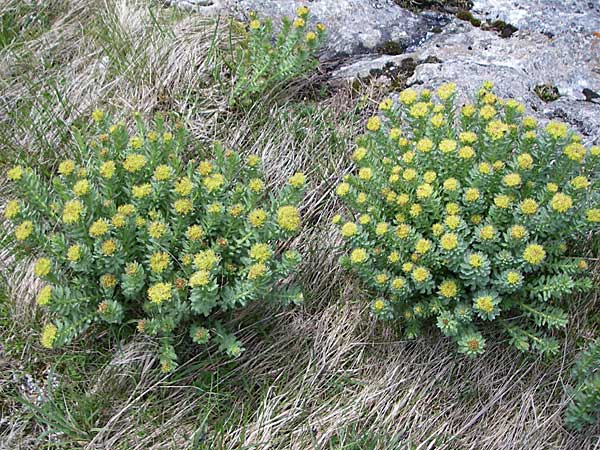 Rhodiola rosea \ Rosenwurz / Golden Root, Roseroot, A Malta - Tal / Valley 7.6.2008