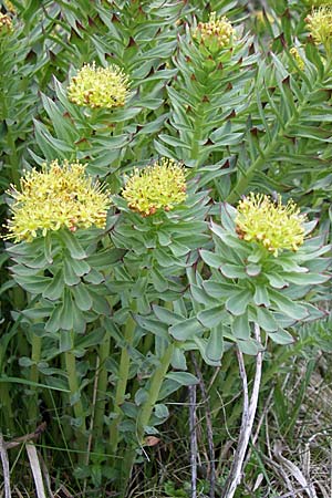 Rhodiola rosea \ Rosenwurz / Golden Root, Roseroot, A Malta - Tal / Valley 7.6.2008