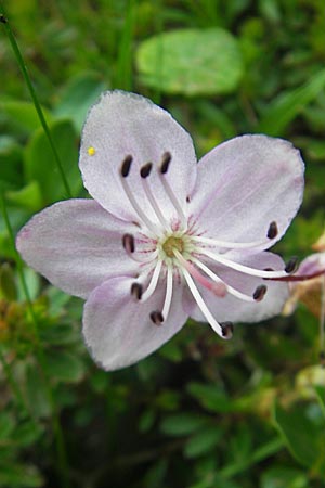 Rhodothamnus chamaecistus \ Zwerg-Alpenrose / Dwarf Alpenrose, A Kärnten/Carinthia, Petzen 2.7.2010