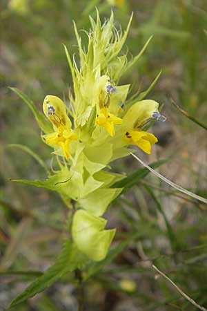 Rhinanthus glacialis \ Grannen-Klappertopf / Aristate Yellow-Rattle, A Malta - Tal / Valley 19.7.2010